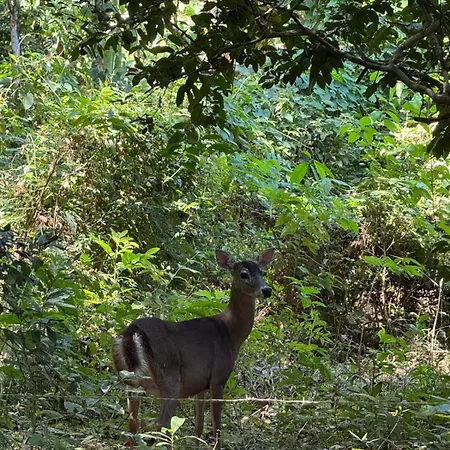 Deer Houses Cabuya Cabuya  Extérieur photo