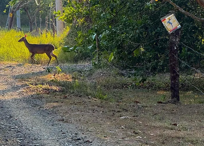 Deer Houses Cabuya
