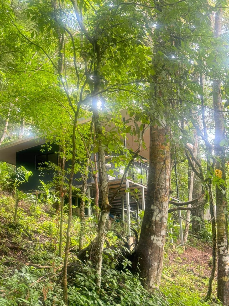 Deer Cabuya * Cabuya (Puntarenas)