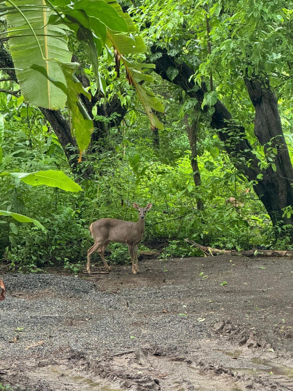Apartment Deer Cabuya