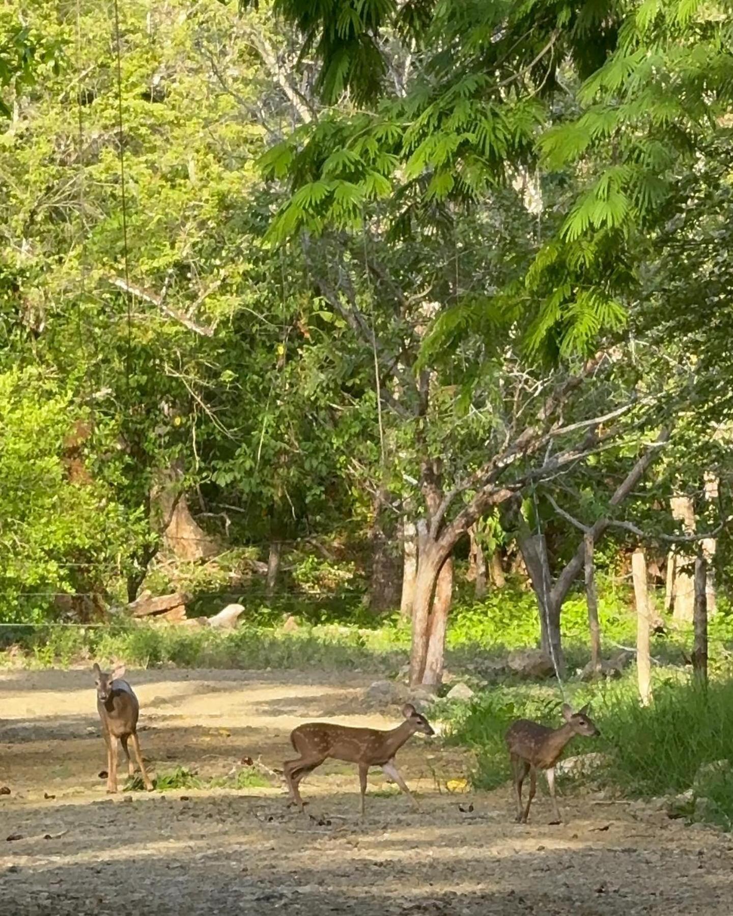 Deer Cabuya Apartment