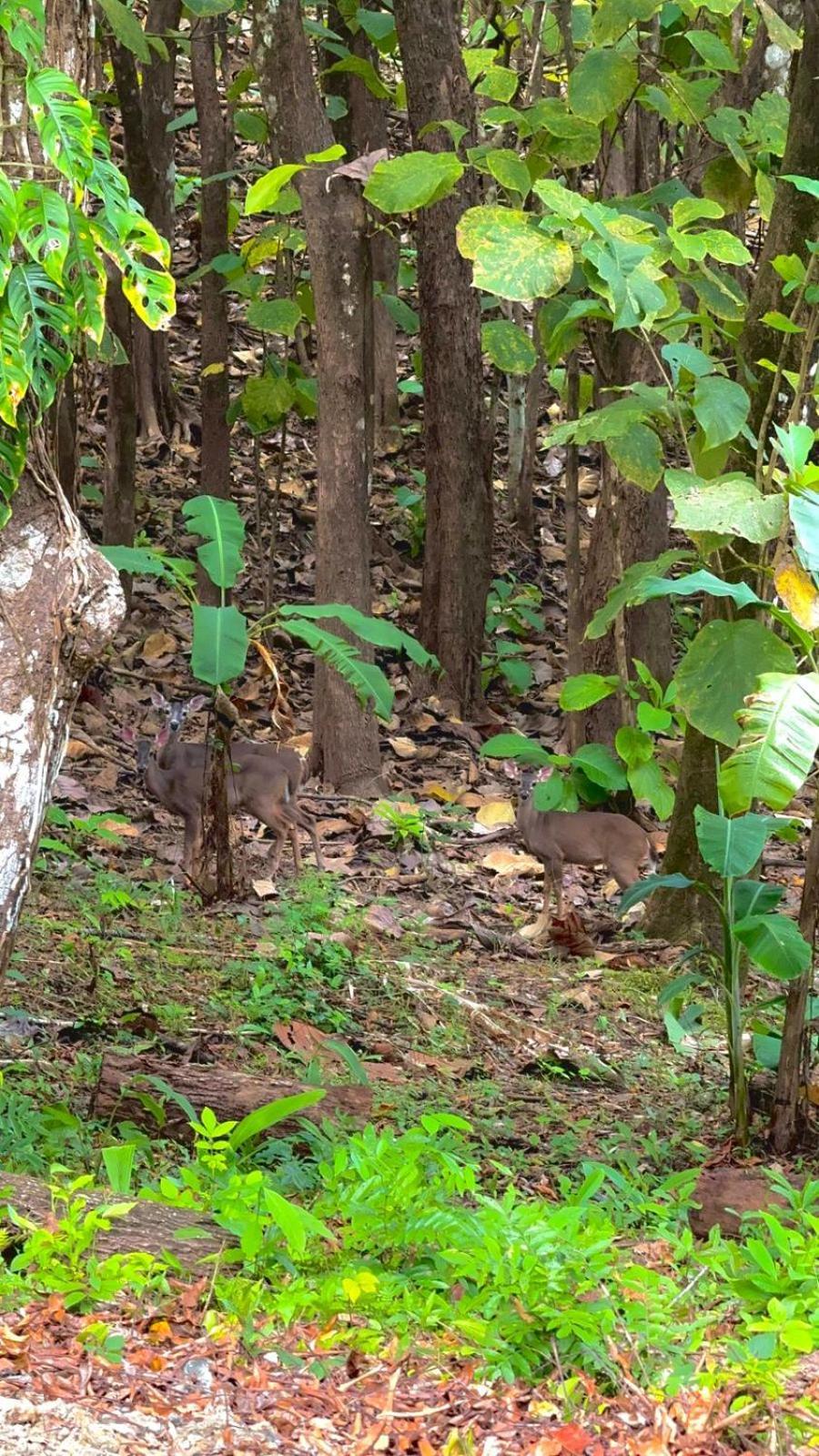 Apartment Deer Cabuya