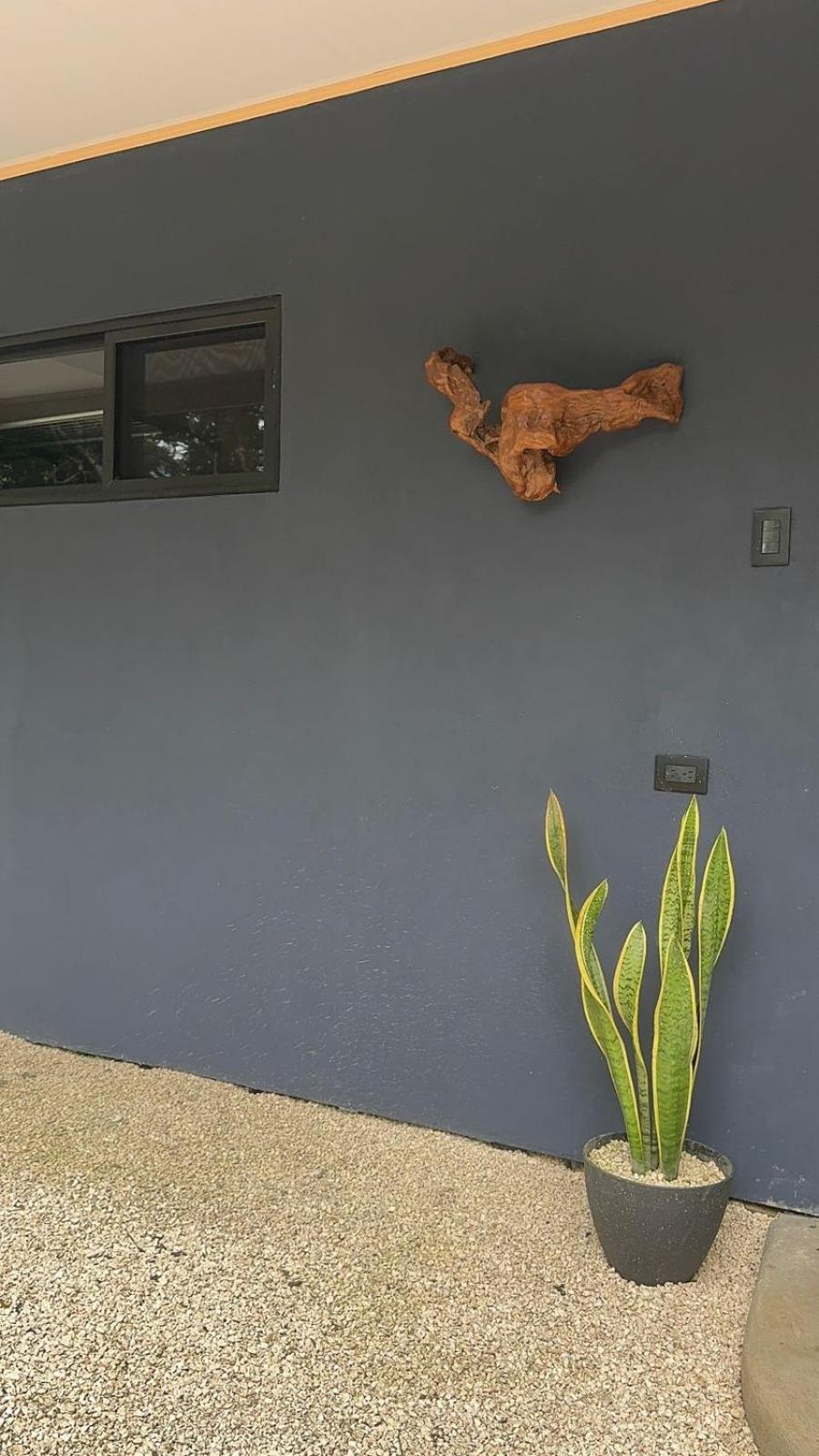 Deer Cabuya