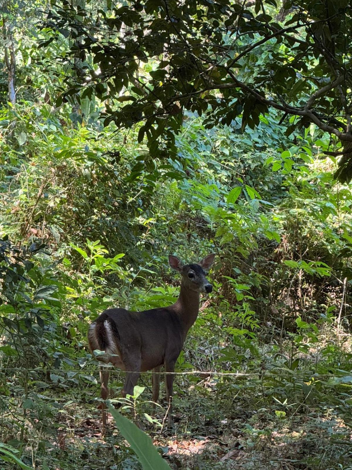 Deer Cabuya Apartment *