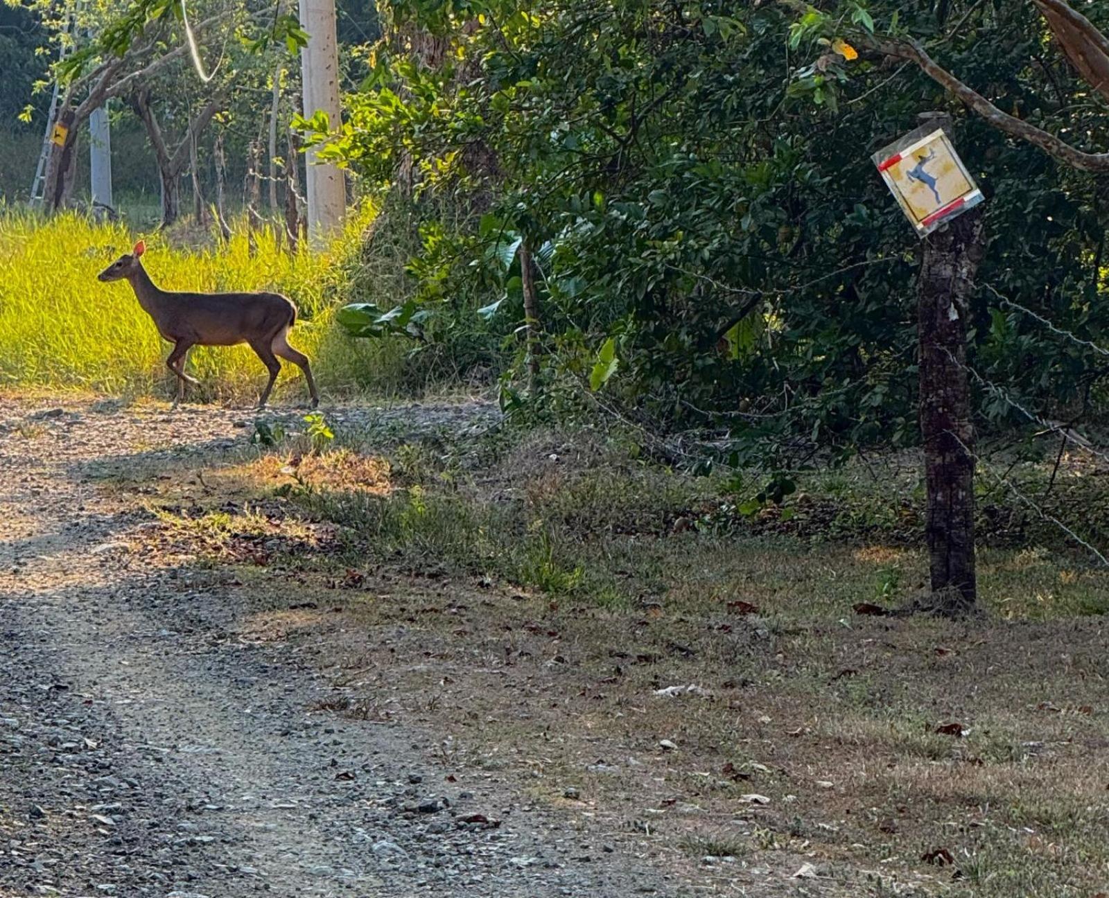 Deer Cabuya